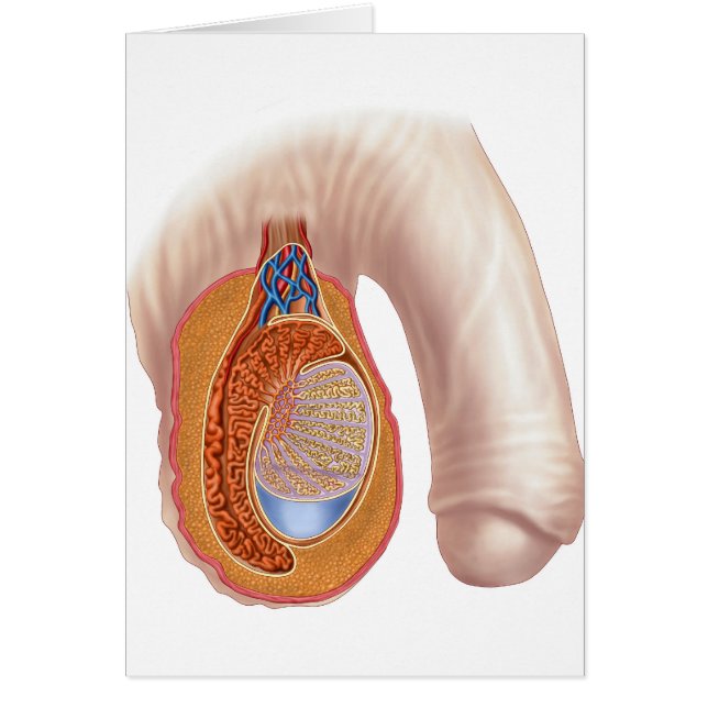 Anatomie van mannelijke testikels (Voorkant)
