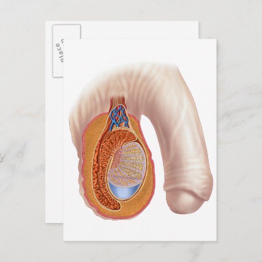 Anatomie van mannelijke testikels briefkaart (Voorkant / Achterkant)