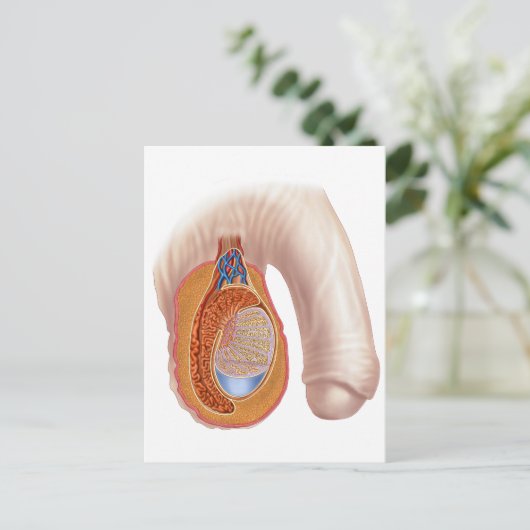 Anatomie van mannelijke testikels briefkaart (Staand voorkant)