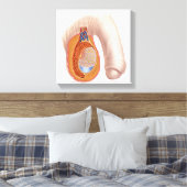 Anatomie van mannelijke testikels canvas afdruk (Insitu (Slaapkamer))