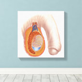 Anatomie van mannelijke testikels canvas afdruk (Insitu (Houten vloer))