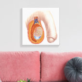 Anatomie van mannelijke testikels canvas afdruk (Insitu (Woonkamer))