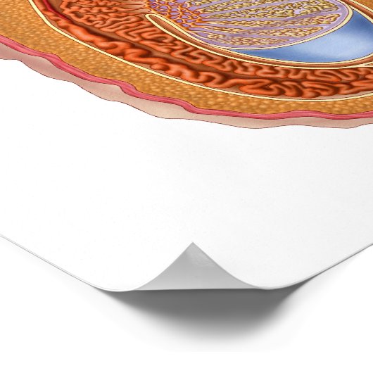 Anatomie van mannelijke testikels poster (Hoek)