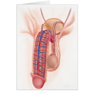 Anatomie van mannelijke voortplantingsorganen