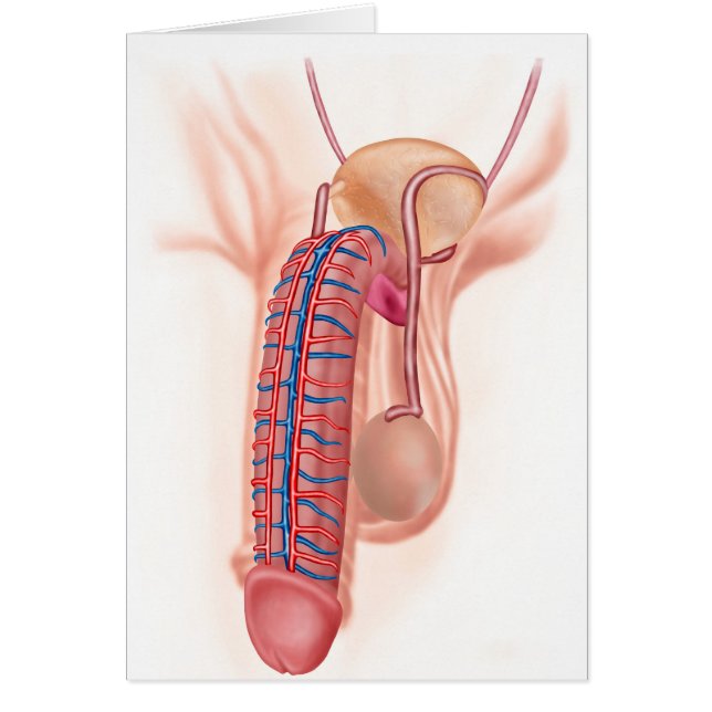 Anatomie van mannelijke voortplantingsorganen (Voorkant)