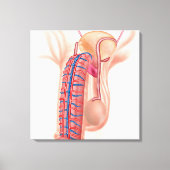 Anatomie van mannelijke voortplantingsorganen canvas afdruk (Voorkant)