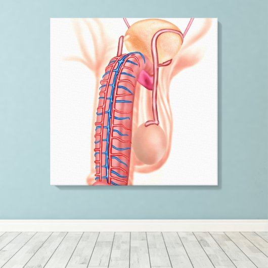 Anatomie van mannelijke voortplantingsorganen canvas afdruk (Insitu (Houten vloer))