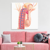 Anatomie van mannelijke voortplantingsorganen canvas afdruk (Insitu (Woonkamer))