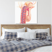 Anatomie van mannelijke voortplantingsorganen canvas afdruk (Insitu (Slaapkamer))