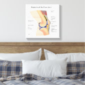 Anatomie van menselijk kniegewricht canvas afdruk (Insitu (Slaapkamer))