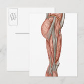 Anatomie van menselijke dijspieren, voorste Uitzic Briefkaart (Voorkant / Achterkant)
