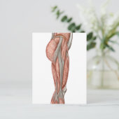 Anatomie van menselijke dijspieren, voorste Uitzic Briefkaart (Staand voorkant)