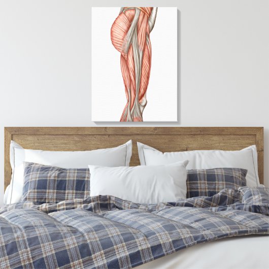 Anatomie van menselijke dijspieren, voorste Uitzic Canvas Afdruk (Insitu (Slaapkamer))