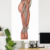 Anatomie van menselijke dijspieren, voorste Uitzic Poster (Thuiskantoor)