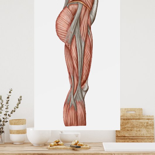 Anatomie van menselijke dijspieren, voorste Uitzic Poster (Keuken)