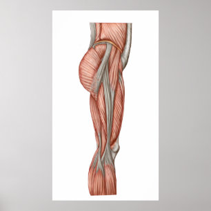 Anatomie van menselijke dijspieren, voorste Uitzic Poster
