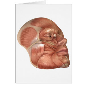 Anatomie van menselijke gezichtsspieren