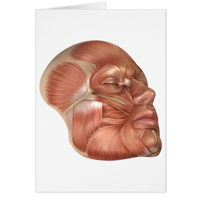 Anatomie van menselijke gezichtsspieren (Voorkant)