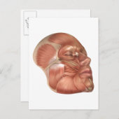 Anatomie van menselijke gezichtsspieren briefkaart (Voorkant / Achterkant)
