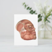 Anatomie van menselijke gezichtsspieren briefkaart (Staand voorkant)