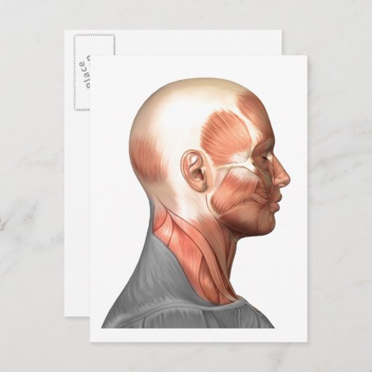 Anatomie van menselijke gezichtsspieren, zijdeling briefkaart (Voorkant / Achterkant)