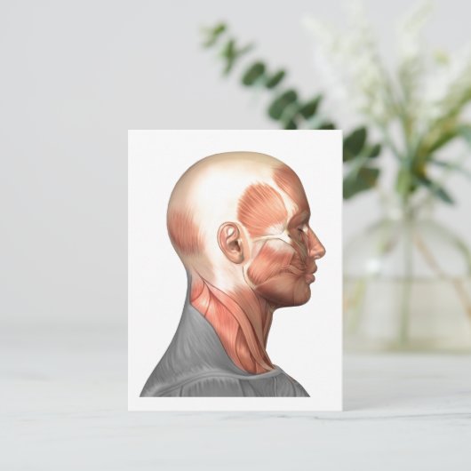 Anatomie van menselijke gezichtsspieren, zijdeling briefkaart (Staand voorkant)