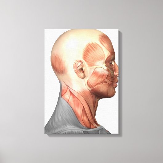 Anatomie van menselijke gezichtsspieren, zijdeling canvas afdruk (Voorkant)