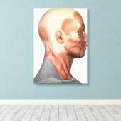 Anatomie van menselijke gezichtsspieren, zijdeling canvas afdruk (Insitu (Houten vloer))