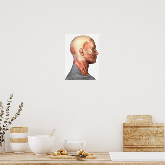 Anatomie van menselijke gezichtsspieren, zijdeling poster (Keuken)