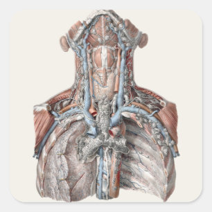 Anatomie van menselijke keel, nek, borstkas en rib vierkante sticker