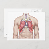Anatomie van menselijke longen in situ briefkaart (Voorkant / Achterkant)