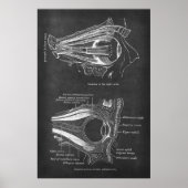 Anatomie van menselijke oogspieren van de rechterb poster (Voorkant)