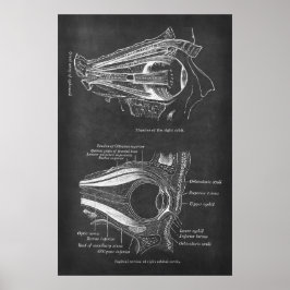 Anatomie van menselijke oogspieren van de rechterb poster