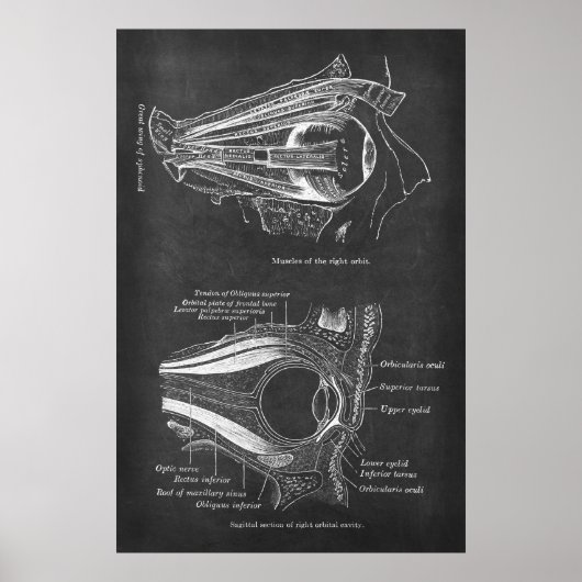 Anatomie van menselijke oogspieren van de rechterb poster (Voorkant)