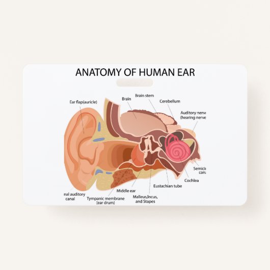Anatomie van menselijke oren badge (Voorkant)