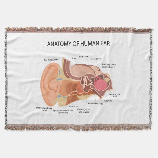 Anatomie van menselijke oren deken (Voorkant)