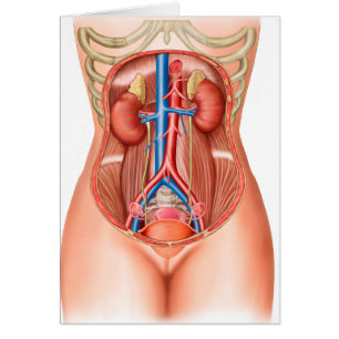 Anatomie van menselijke organen