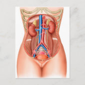 Anatomie van menselijke organen briefkaart (Voorkant)