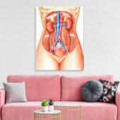 Anatomie van menselijke organen canvas afdruk (Insitu (Woonkamer))