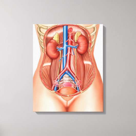 Anatomie van menselijke organen canvas afdruk (Voorkant)