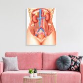 Anatomie van menselijke organen canvas afdruk (Insitu (Woonkamer))