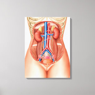 Anatomie van menselijke organen canvas afdruk