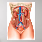 Anatomie van menselijke organen poster (Voorkant)