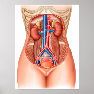 Anatomie van menselijke organen poster