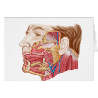 Anatomie van menselijke speekklieren