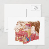 Anatomie van menselijke speekklieren briefkaart (Voorkant / Achterkant)