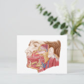 Anatomie van menselijke speekklieren briefkaart (Staand voorkant)