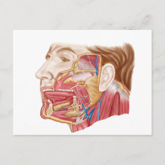 Anatomie van menselijke speekklieren briefkaart