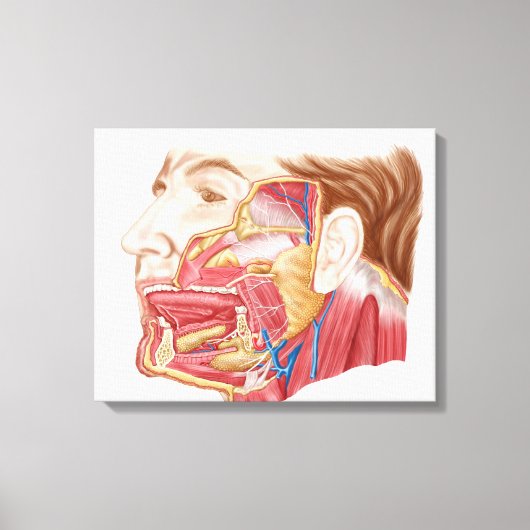 Anatomie van menselijke speekklieren canvas afdruk (Voorkant)