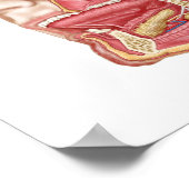 Anatomie van menselijke speekklieren poster (Hoek)